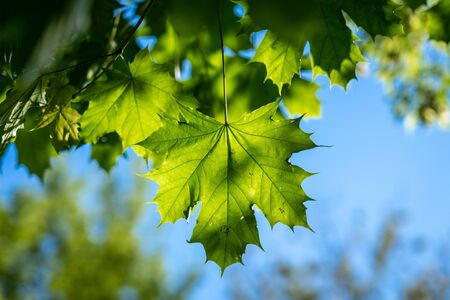 Green maple leaf in the sunlight.の写真素材