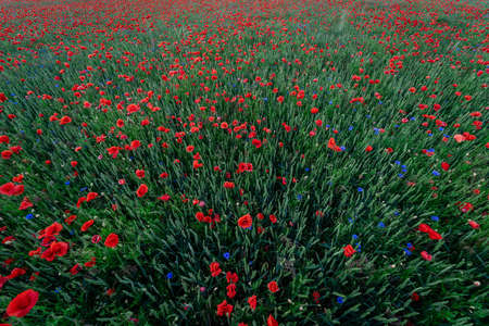Poppy flowers close up. View from above.