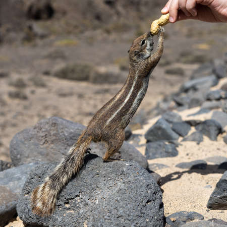 Hand feeding of the Barbary ground squirrel (Atlantoxerus getulus).の写真素材