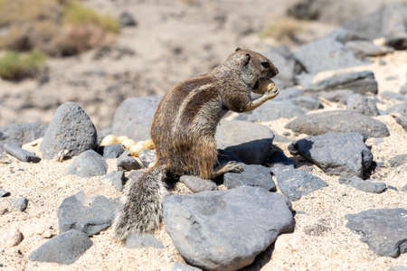 The Barbary ground squirrel (Atlantoxerus getulus). Fuerteventura. Canary Islands. Spain.