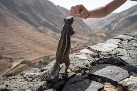 Hand feeding of the Barbary ground squirrel (Atlantoxerus getulus). Fuerteventura. Canary Islands. Spain.の写真素材