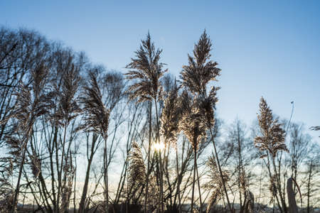 Phragmites australis seed head in backlight.の写真素材