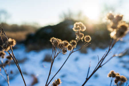 Dry burdock heads in the backlight.の写真素材