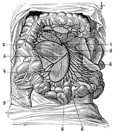 Entrails with their blood vessels. Illustration of the 19th century. Germany. White background.の写真素材