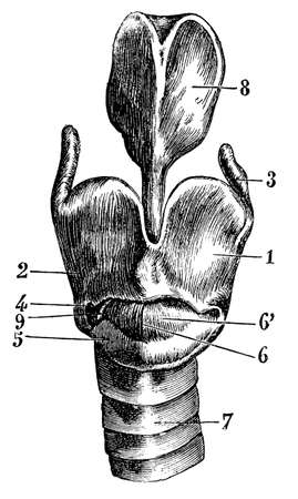 Larynx cartilage seen from the front. Illustration of the 19th century. Germany. White background.の写真素材