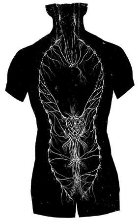 Front view of the lymphatic nerve. Illustration of the 19th century. Germany. White background.