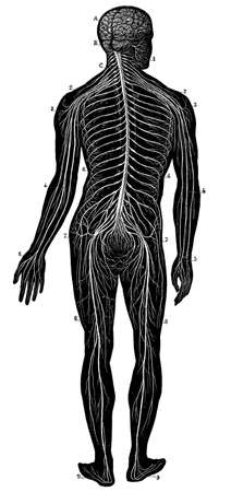 The human nervous system. Illustration of the 19th century. Germany. White background.の写真素材