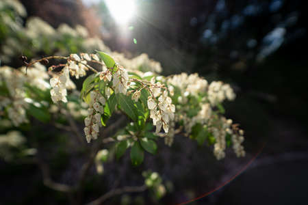Blooming Pieris Japonica in the garden. Lens flare.