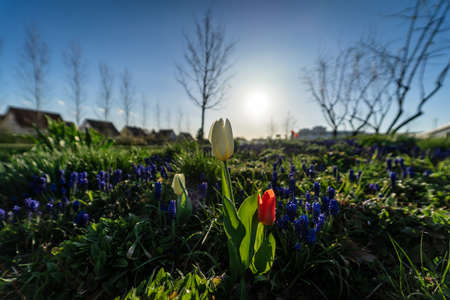 First spring flowers. Tulips in the sun.