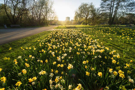 Daffodils on the field in the sun.の写真素材