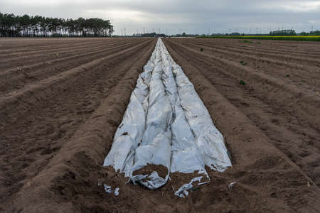Rows of asparagus in the fields. Buchholz (Beelitz), Brandenburg dictrict. Germany.