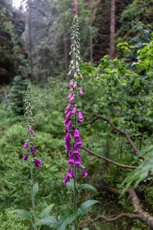 Flowering Digitalis purpurea in the forest.の写真素材