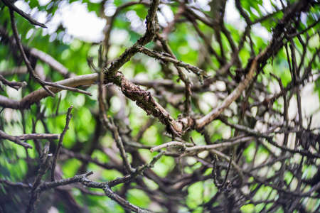 Dry tree branches as background. Center focus. Swirling bokeh.の写真素材