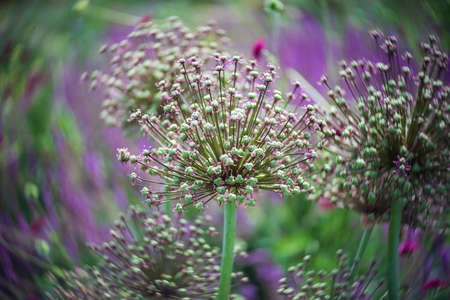 Faded head with seeds of Allium giganteum. Swirling background (bokeh). Focus in the center.