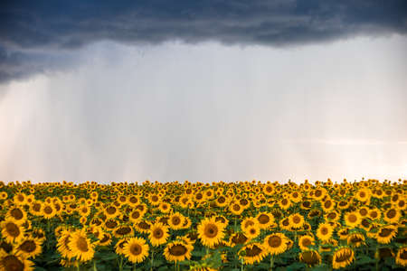 Sunflower field. Dramatic sky before the rain. Focus on the center.の写真素材
