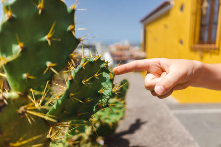Hand touches the needles of a cactus.の写真素材