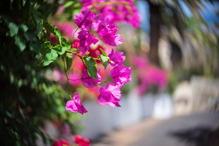 Flowers of the ornamental plant Bougainvillea on the small street, close-up. Shallow depth of field. Center focus, swirling bokehの写真素材