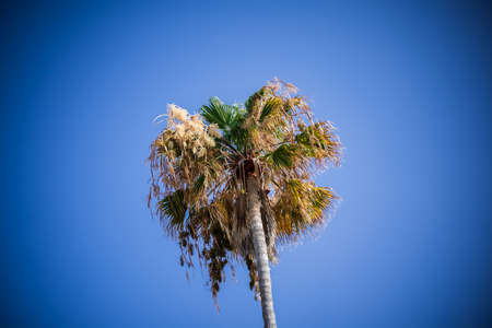 Crown of a palm tree against the sky. Focus in the center, swirling bokeh. Vignetting.の写真素材