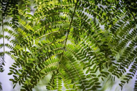 Foliage of Albizia julibrissin (Persian silk tree or pink silk tree), close-up. Focus in the center, swirling bokeh.の写真素材