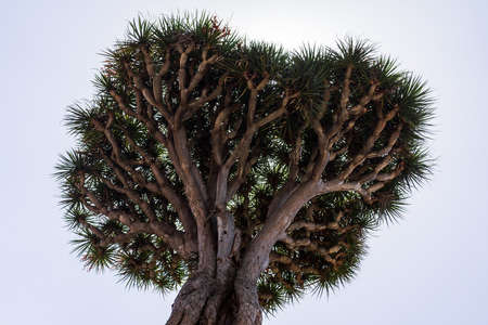 The crown of a dragon tree against the sky.