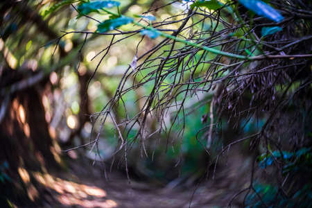 Branch of tree, close-up. Swirling bokeh. Center focus.の写真素材