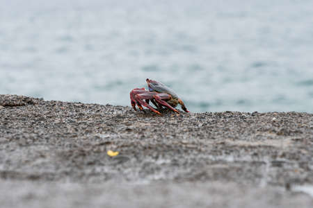 Red Rock Crab (Grapsus adscensionis)の写真素材