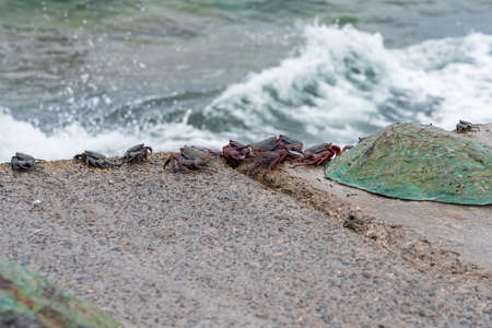 Red Rock Crab (Grapsus adscensionis)の写真素材