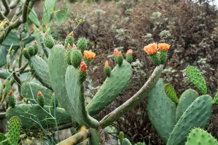 Flowers of a cactus in the natureの写真素材