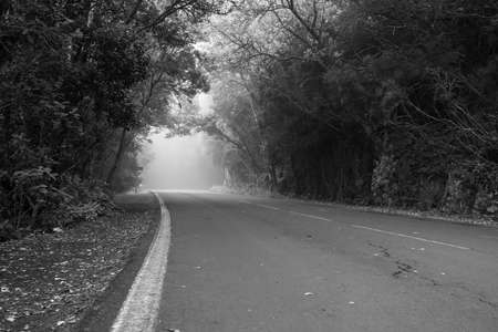 Foggy mountain road in the forests of Anaga. Black and white. Tenerife. Canary Islands. Spain.の写真素材
