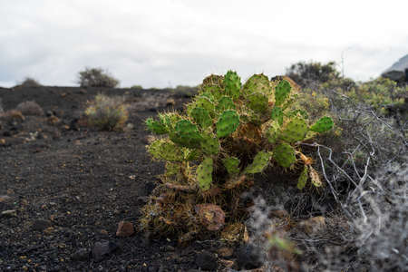 Cacti on the rocky plateau of Cape Teno. Tenerife. Canary Islands. Spain.の写真素材