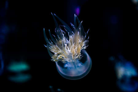 Ocean jellyfish in the aquarium.の写真素材