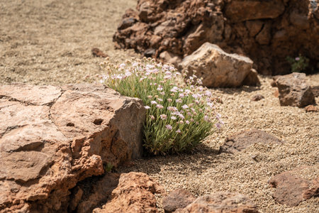 Shrub of Pterocephalus lasiospermus (rosalillo de cumbre). Endemic of Tenerife. Canary Islands. Spain.の写真素材