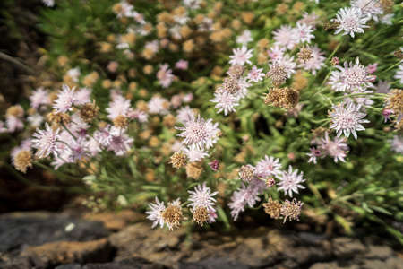Shrub of Pterocephalus lasiospermus (rosalillo de cumbre). Endemic of Tenerife. Canary Islands. Spain.の写真素材