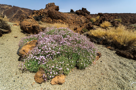 Shrub of Pterocephalus lasiospermus (rosalillo de cumbre). Endemic of Tenerife. Canary Islands. Spain.の写真素材