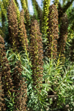 Faded of Echium, close-up. Tenerife. Canary Islands. Spain.の写真素材