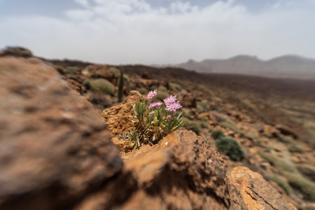Flower of Pterocephalus lasiospermus (rosalillo de cumbre). Close-up.  Endemic of Tenerife. Canary Islands. Spain.の写真素材