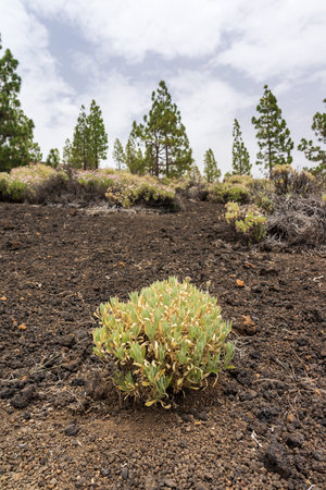 The lava fields of the Teide volcano and thickets of Canarian pine. Focus on the foreground, on the plant of Pterocephalus lasiospermus. Viewpoint - Mirador de Samara. Tenerife. Canary Islands. Spain.の写真素材