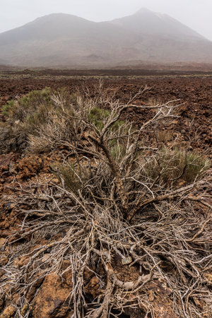 The lava fields of Las Canadas caldera and Teide volcano in the background. Focus on the foreground. Tenerife. Canary Islands. Spain.の写真素材