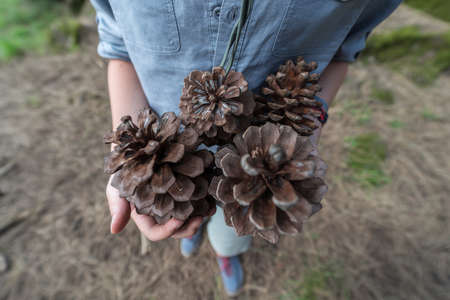 Large pine cones in children's hands.