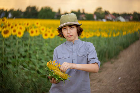 Portrait of a boy in a field with sunflowers.の写真素材