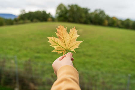 Children's hands are holding a maple leaf.の写真素材