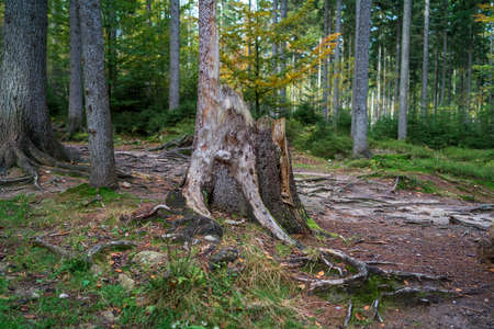 Stump from a fallen tree in a pine forest. Focus in the foreground.の写真素材