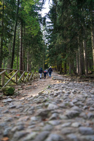Forest broken road going up. Tourists on the road.の写真素材