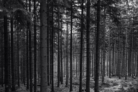 Pine forest. Many tree trunks as a background. Black and white.の写真素材