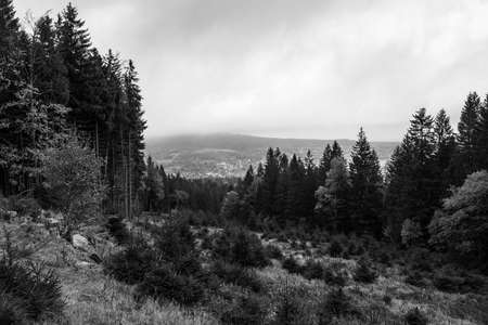 Autumn forest landscape in the Giant Mountains near the town of Karpacz. Black and white.