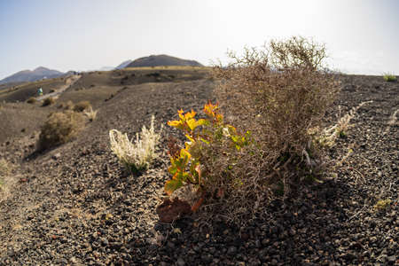 Dry grass on lava fields. Focus in the foreground. Lanzarote, Canary Islands. Spain.の写真素材