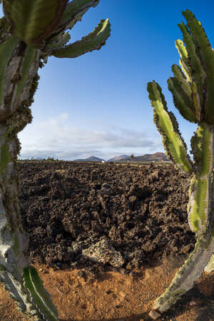 Typical volcanic landscape. Lanzarote, Canary Islands. Spain.の写真素材