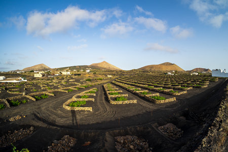 Typical vineyards on black lava soil. Lanzarote, Canary Islands. Spain.の写真素材