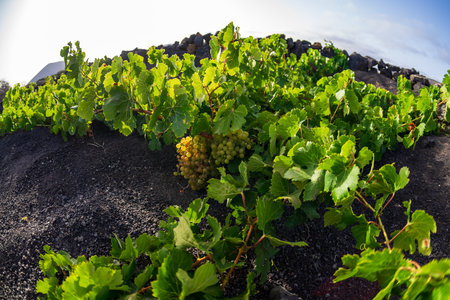 Typical vineyards on black lava soil. Grape variety Malvasia close-up. Lanzarote, Canary Islands. Spain.の写真素材