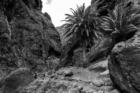 Landscape of Masca gorge. Tenerife. Canary Islands. Spain. Black and white.の写真素材